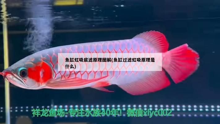 魚缸虹吸怎么用：如何使用魚缸虹吸 魚缸虹吸怎么用：如何使用魚缸虹吸 魚缸百科 第5張