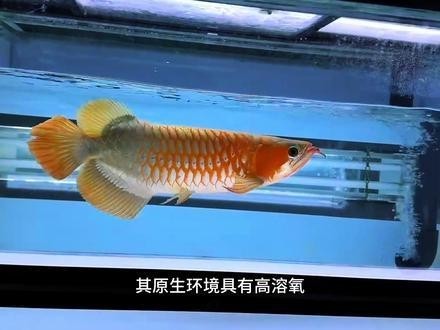 冠軍金龍魚(yú)的主人是如何訓(xùn)練龍魚(yú)的？