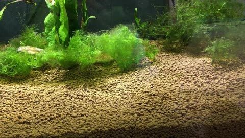 單養(yǎng)龍魚多久換水（養(yǎng)龍魚多久換一次水合適） 單養(yǎng)龍魚多久換水（養(yǎng)龍魚多久換一次水合適） 龍魚百科 第1張