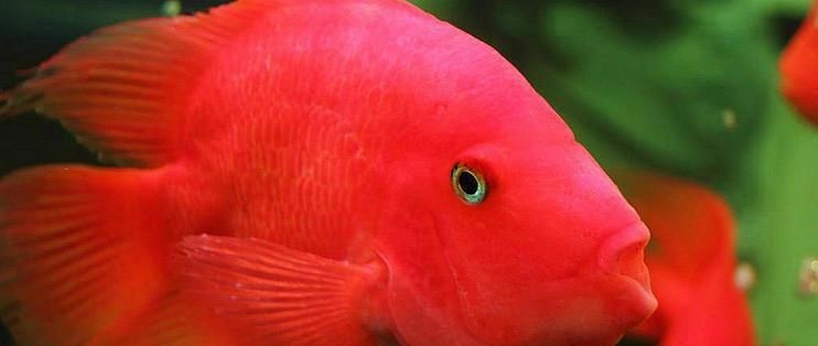 紅財神魚最忌三個東西