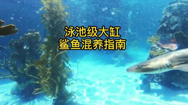 地圖魚和成吉思汗鯊混養