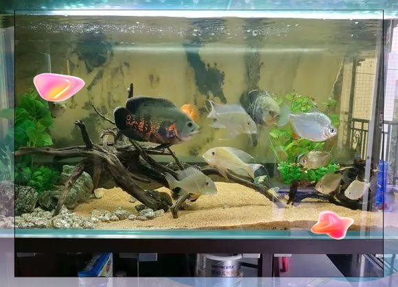 地圖魚和成吉思汗鯊混養