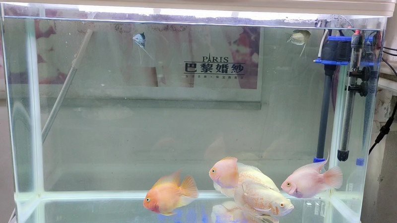 地圖魚和成吉思汗鯊混養