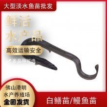 廣州龍魚養殖基地的價格如何