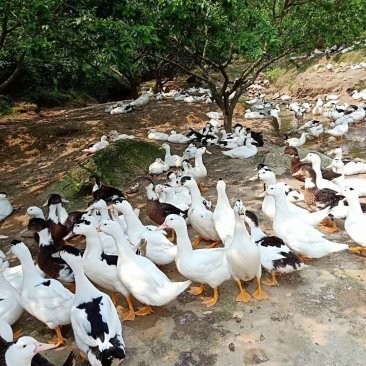 廣州龍魚養殖基地的價格如何