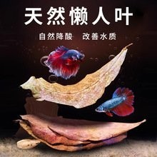 廣州龍魚養殖基地的價格如何