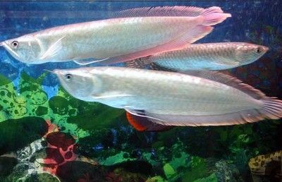 銀龍魚背部發(fā)黑 是不是燈光照久了（銀龍魚背部發(fā)黑可能由多種因素引起）