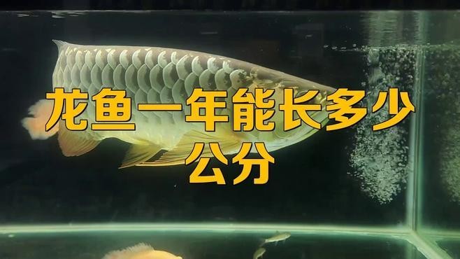 龍魚(yú)幾年就不長(zhǎng)了