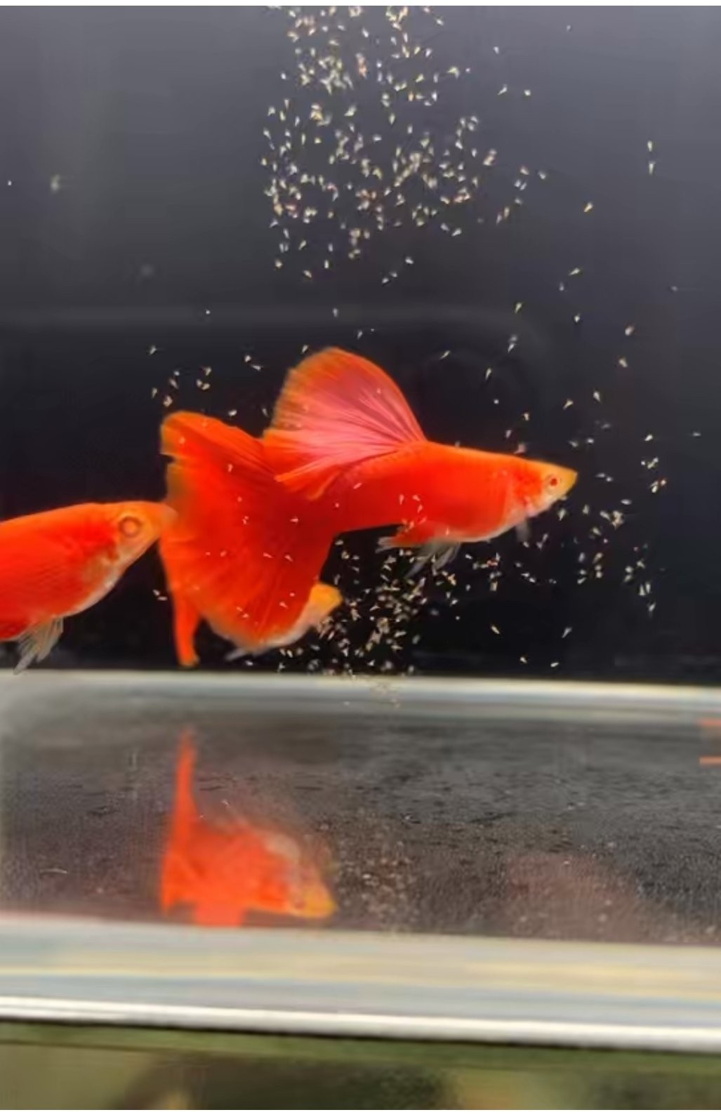 獲獎龍魚