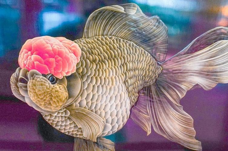獲獎龍魚
