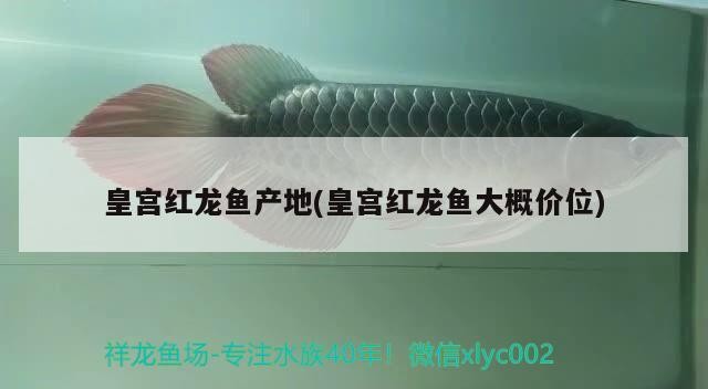 博愛縣岐翔觀賞魚店
