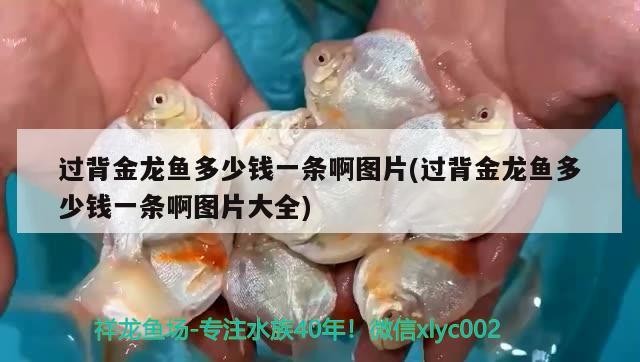博愛縣岐翔觀賞魚店