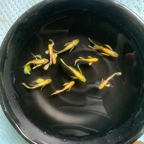 賽級孔雀魚有哪些知名品種？