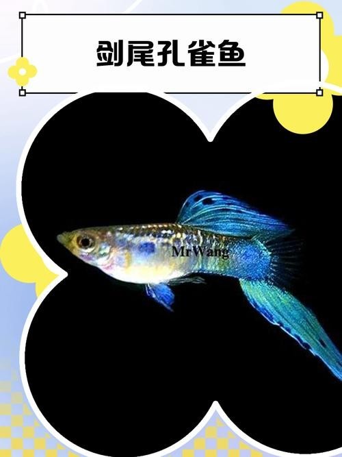 賽級孔雀魚有哪些知名品種？
