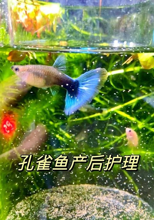 賽級孔雀魚有哪些知名品種？