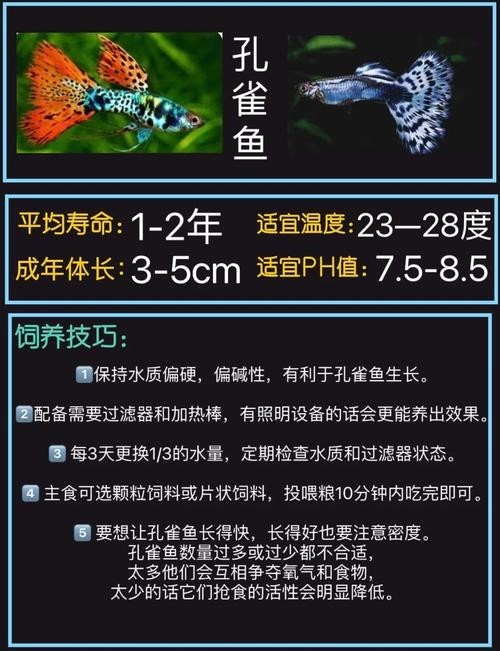 賽級孔雀魚有哪些知名品種？