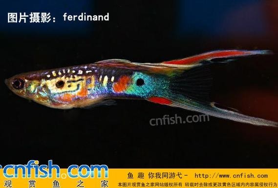 賽級孔雀魚有哪些知名品種？