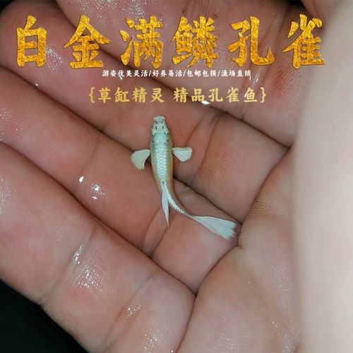 賽級孔雀魚有哪些知名品種？