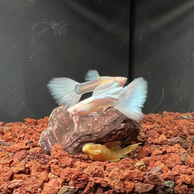 賽級孔雀魚有哪些知名品種？