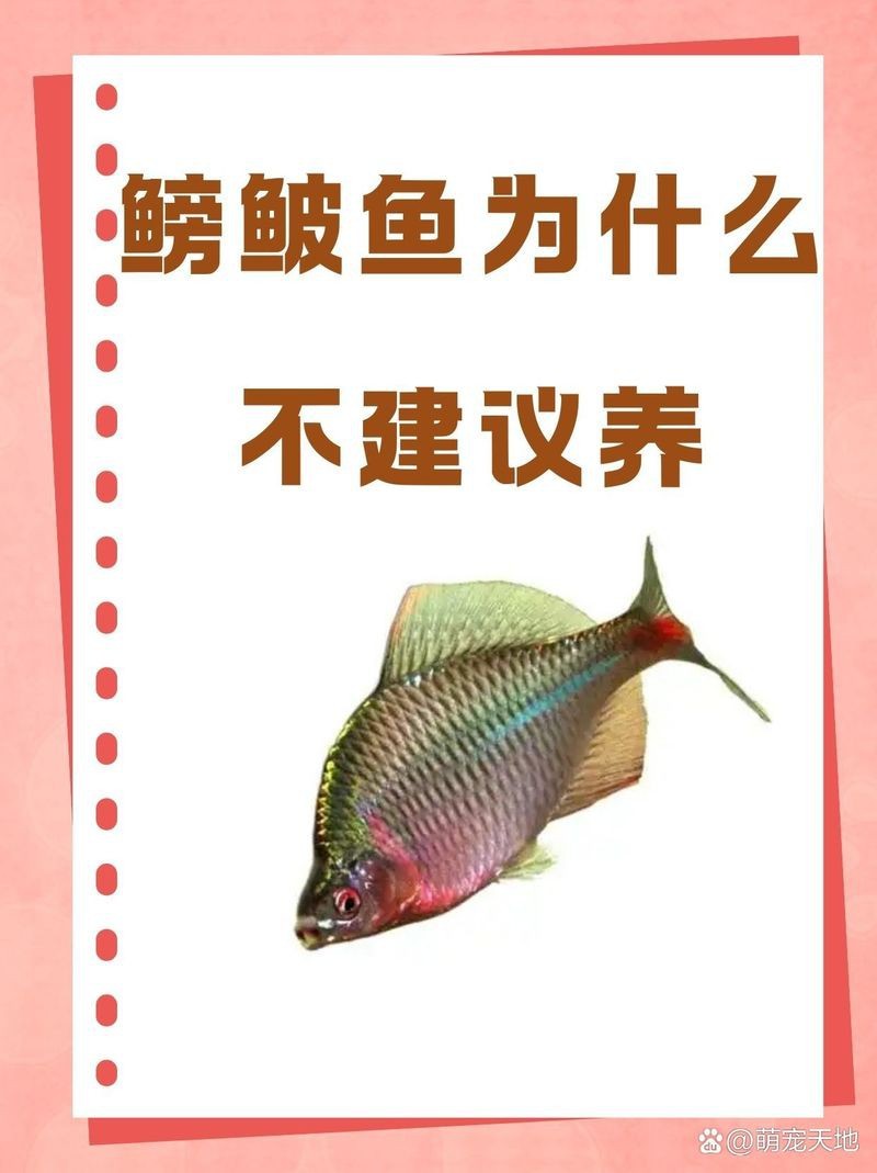鳑鲏為什么不建議養 鳑鲏為什么不建議養 龍魚論壇 第4張