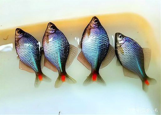 鳑鲏為什么不建議養 鳑鲏為什么不建議養 龍魚論壇 第7張