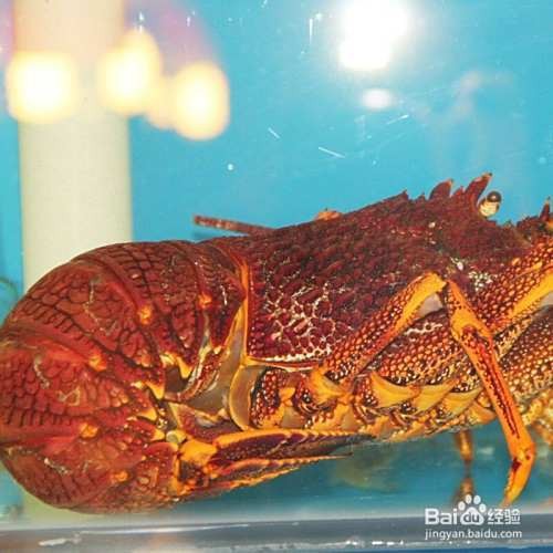 澳龍魚養殖需要哪些輔助設施？