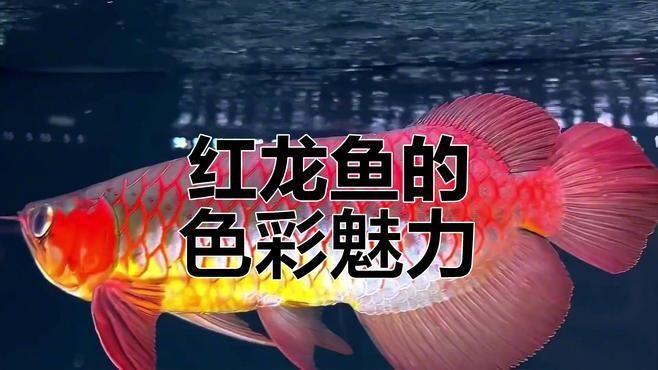 紫艷紅龍好還是辣椒紅龍好 紫艷紅龍好還是辣椒紅龍好 龍魚論壇 第3張