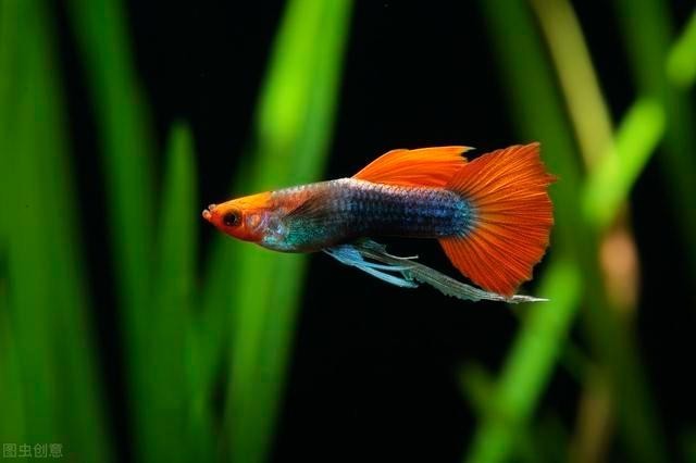 孔雀魚的最佳飼養溫度 孔雀魚的最佳飼養溫度 2025長城杯龍魚大賽 第14張