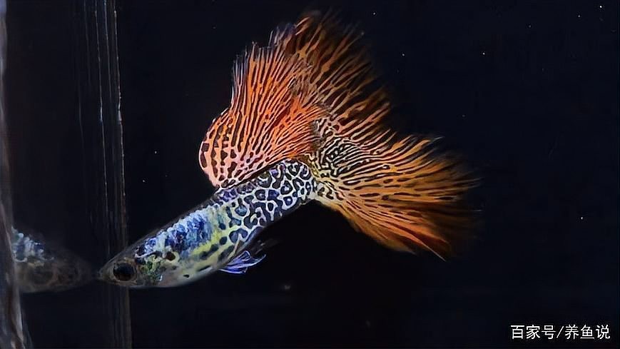 孔雀魚的最佳飼養溫度 孔雀魚的最佳飼養溫度 2025長城杯龍魚大賽 第16張