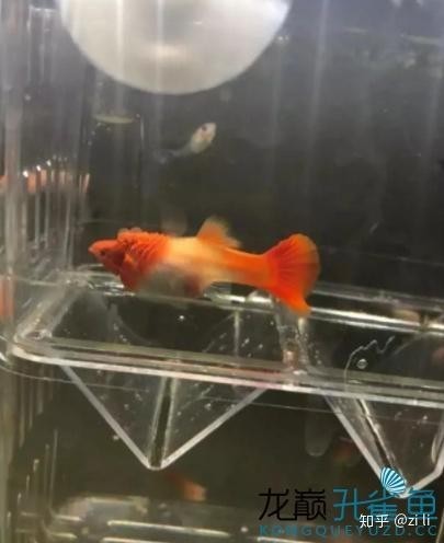 孔雀魚的最佳飼養溫度 孔雀魚的最佳飼養溫度 2025長城杯龍魚大賽 第6張