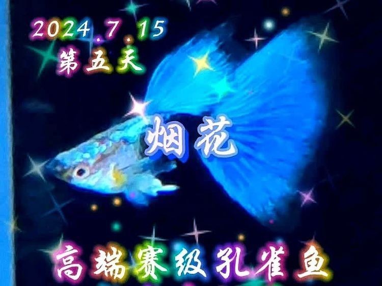 孔雀魚的最佳飼養溫度 孔雀魚的最佳飼養溫度 2025長城杯龍魚大賽 第13張