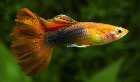 孔雀魚的最佳飼養溫度 孔雀魚的最佳飼養溫度 2025長城杯龍魚大賽 第12張