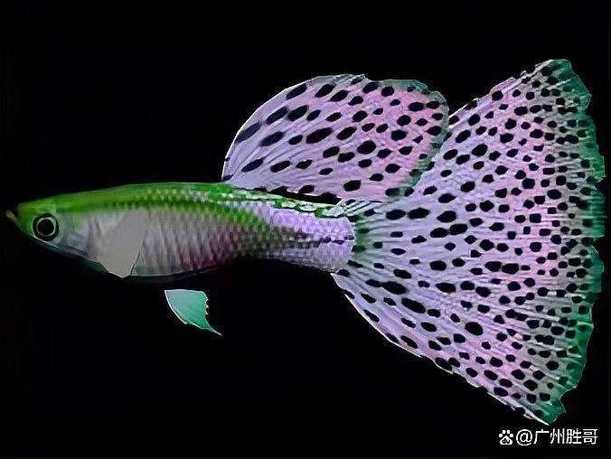 孔雀魚的最佳飼養溫度 孔雀魚的最佳飼養溫度 2025長城杯龍魚大賽 第1張