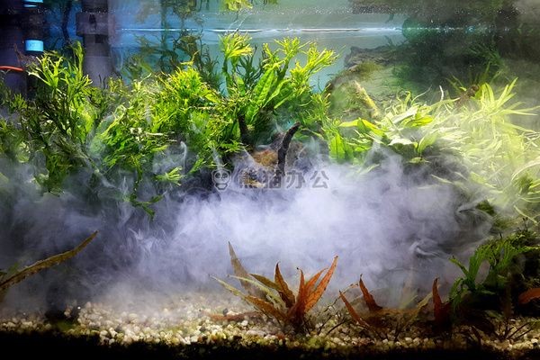 魚缸背景圖片大全超清 文字壁紙，魚缸背景圖片大全超清