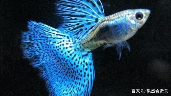 魚缸魚品種怎么樣搭配，如何預防魚缸內爭斗魚缸生態平衡維護技巧適合初學者的魚種推薦