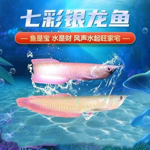 銀龍魚魚苗多少錢一條圖片大全 銀龍魚魚苗多少錢一條圖片大全 龍魚百科 第8張