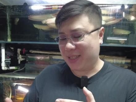 銀龍魚魚苗多少錢一條圖片大全 銀龍魚魚苗多少錢一條圖片大全 龍魚百科 第14張