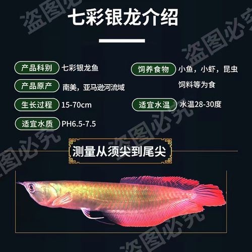 銀龍魚魚苗多少錢一條圖片大全 銀龍魚魚苗多少錢一條圖片大全 龍魚百科 第9張
