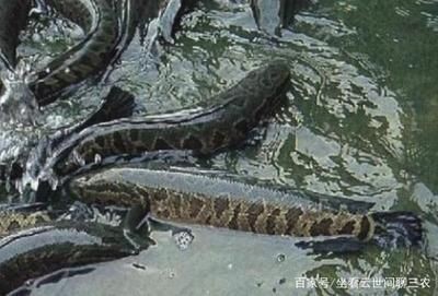 淡水魚高效養(yǎng)殖與疾病防治技術包括池塘高效養(yǎng)殖技術：關于淡水魚養(yǎng)殖的一些問題