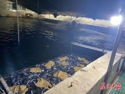 淡水魚高效養(yǎng)殖與疾病防治技術包括池塘高效養(yǎng)殖技術：關于淡水魚養(yǎng)殖的一些問題