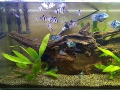 魚(yú)缸水質(zhì)改善產(chǎn)品推薦：魚(yú)缸水質(zhì)改善產(chǎn)品推薦：魚(yú)缸水質(zhì)改善產(chǎn)品和方法