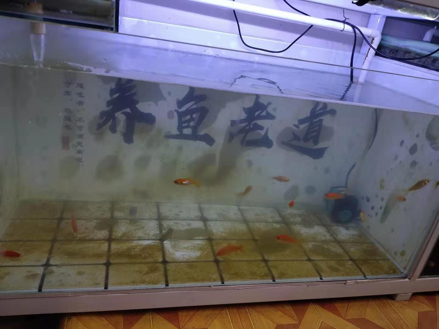魚(yú)缸水質(zhì)改善產(chǎn)品推薦：魚(yú)缸水質(zhì)改善產(chǎn)品推薦：魚(yú)缸水質(zhì)改善產(chǎn)品和方法