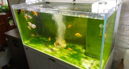 魚缸水質改善產品推薦：魚缸水質改善產品推薦：魚缸水質改善產品和方法