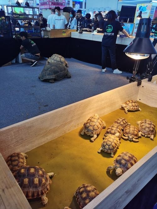 如何獲取2025廣州寵物展會的門票？ 如何獲取2025廣州寵物展會的門票？ 2025長城杯龍魚大賽 第2張