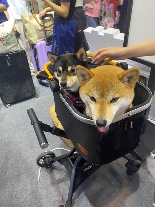 如何獲取2025廣州寵物展會的門票？ 如何獲取2025廣州寵物展會的門票？ 2025長城杯龍魚大賽 第4張