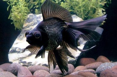 黑色的魚缸適合養(yǎng)哪些魚？：非洲神仙魚的飼養(yǎng)技巧，黑色魚缸的養(yǎng)護(hù)難度和焦慮 黑色的魚缸適合養(yǎng)哪些魚？：非洲神仙魚的飼養(yǎng)技巧，黑色魚缸的養(yǎng)護(hù)難度和焦慮 魚缸百科 第4張