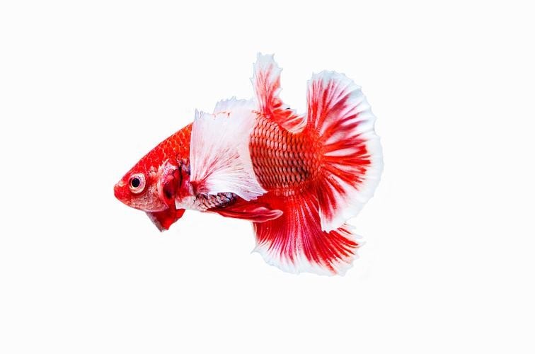 紅龍魚微信頭像尺寸多少合適？ 紅龍魚微信頭像尺寸多少合適？ 2025長(zhǎng)城杯龍魚大賽 第18張