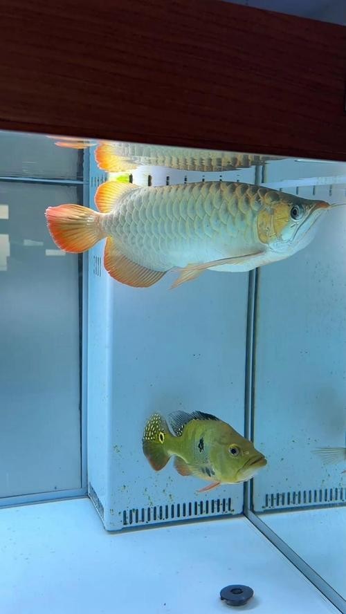 紅龍魚微信頭像尺寸多少合適？ 紅龍魚微信頭像尺寸多少合適？ 2025長(zhǎng)城杯龍魚大賽 第26張