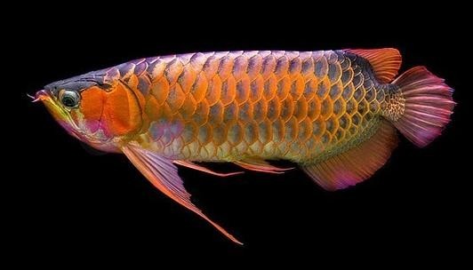 紅龍魚微信頭像尺寸多少合適？ 紅龍魚微信頭像尺寸多少合適？ 2025長(zhǎng)城杯龍魚大賽 第29張