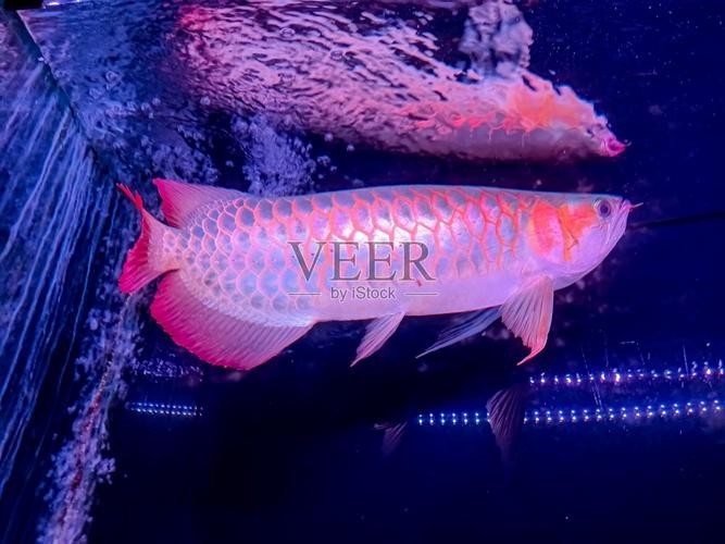 紅龍魚微信頭像尺寸多少合適？ 紅龍魚微信頭像尺寸多少合適？ 2025長(zhǎng)城杯龍魚大賽 第30張